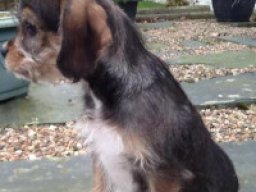 miniature_king_schnauzer_20211220_1990654537
